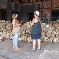 Adeilene and Neeley in front of Agave "piÃ±as" at Cofradia Distillery