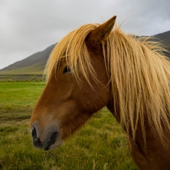 Icelandic horses