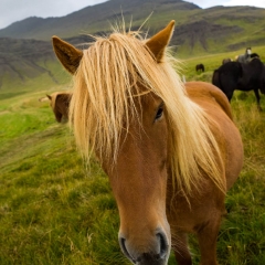 Icelandic horses